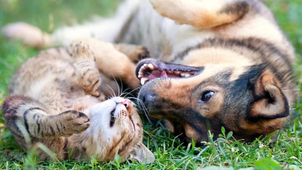 how to save money on pet supplies and care costs